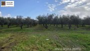 Tympaki Olivenhain 5.500 m² in Tympaki, Kreta zu verkaufen Grundstück kaufen